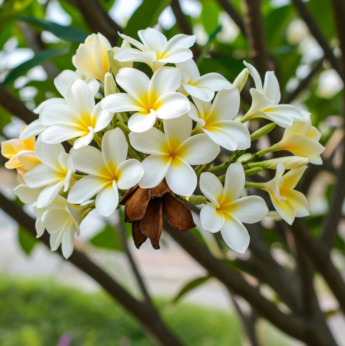 Plumeria Rubra White Orchid Flowering Tree
