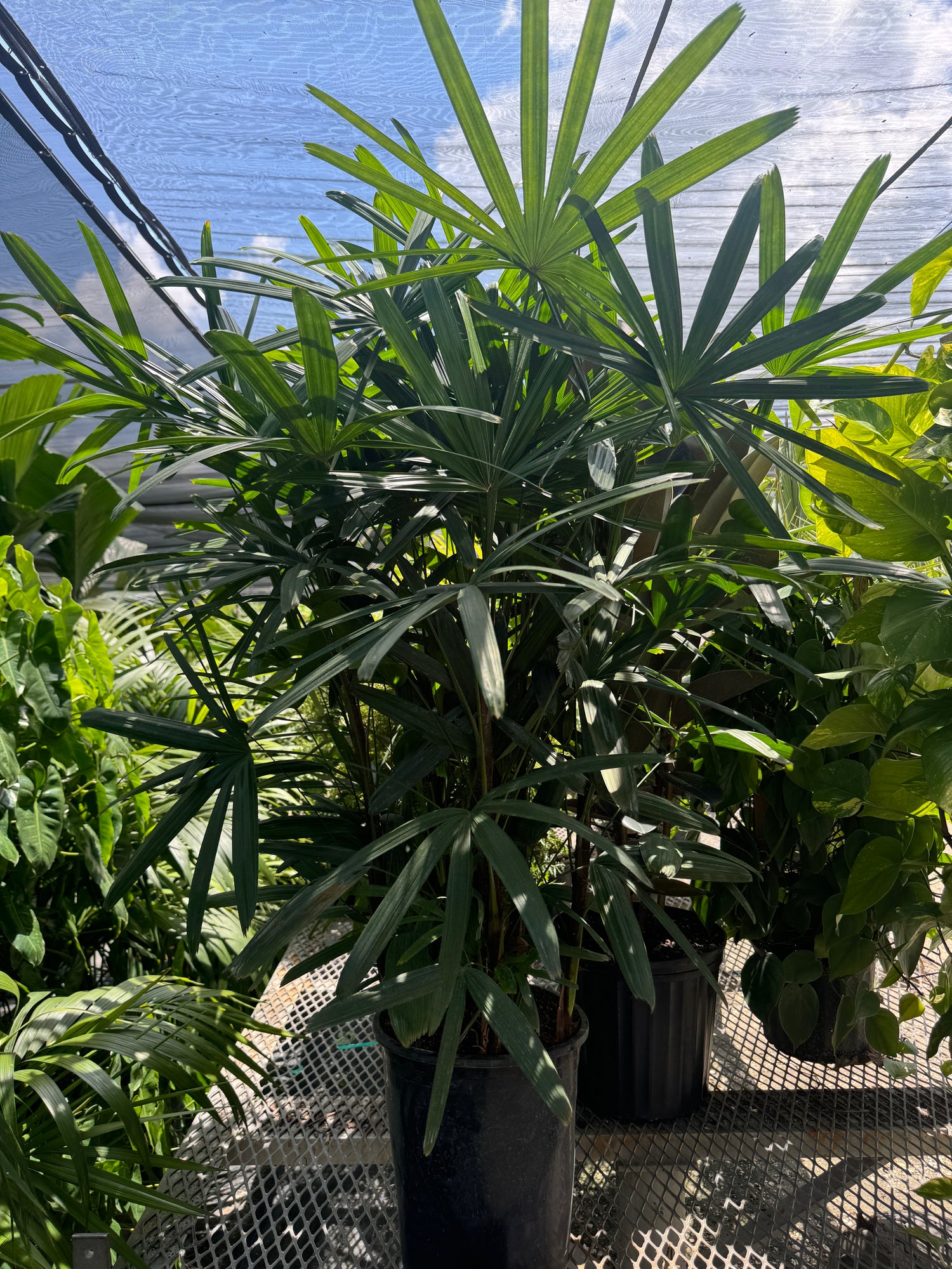 Lady Palm, Rhapis Excelsa, Indoor Queen Palm
