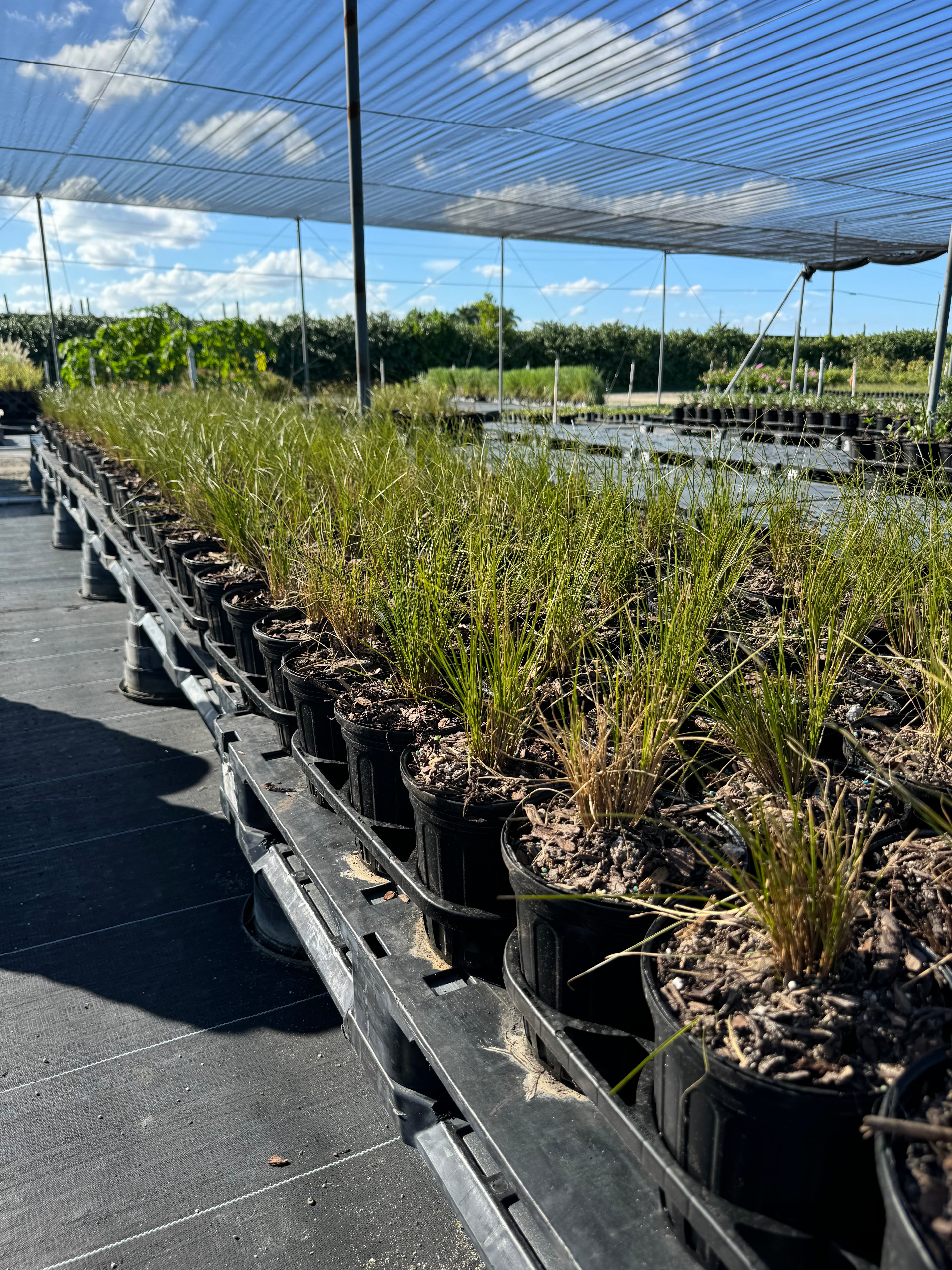 New Zealand Orange Sedge Grass