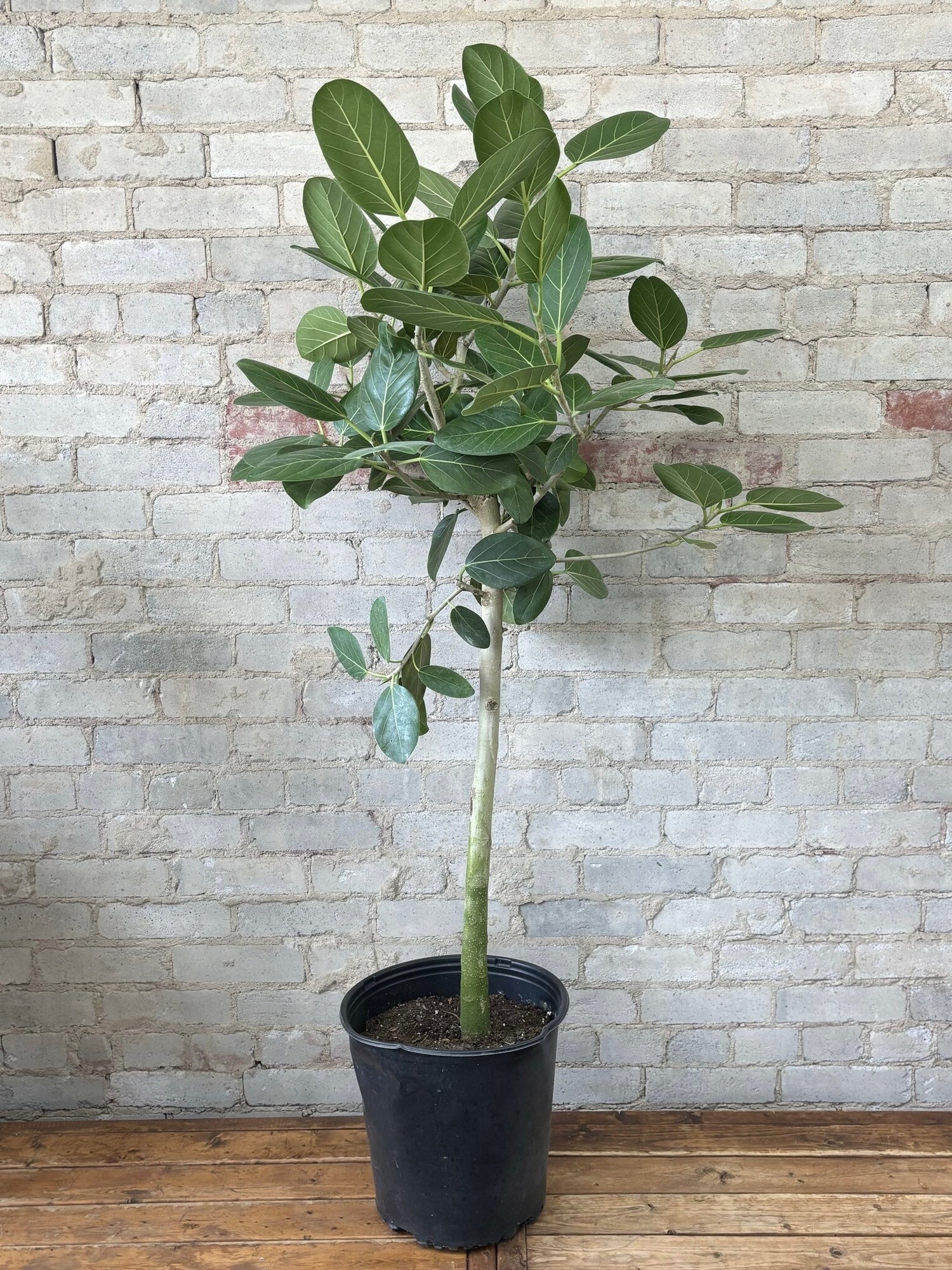 Ficus Audrey Tree Form Single Stem, Ficus Benghalensisis Bengal Fig