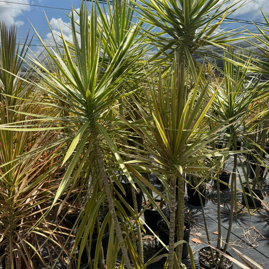 Explore Our Dracaena Dragon Tree Bicolor | Eureka Farms