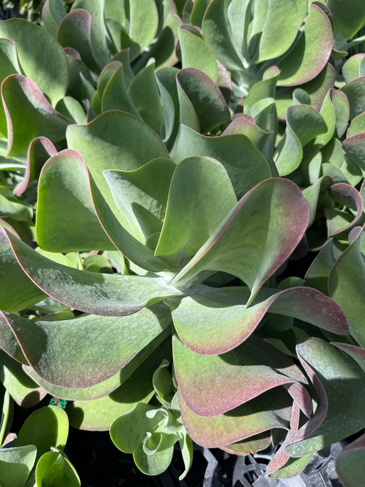 kalanchoe succulent Explore Our Cactus Kalanchoe 'Flagjacks'