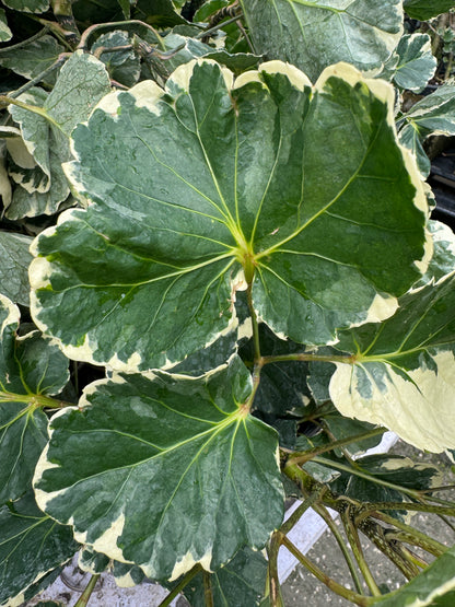 Aralia Balfouriana, Polyscias Balfour Variegated