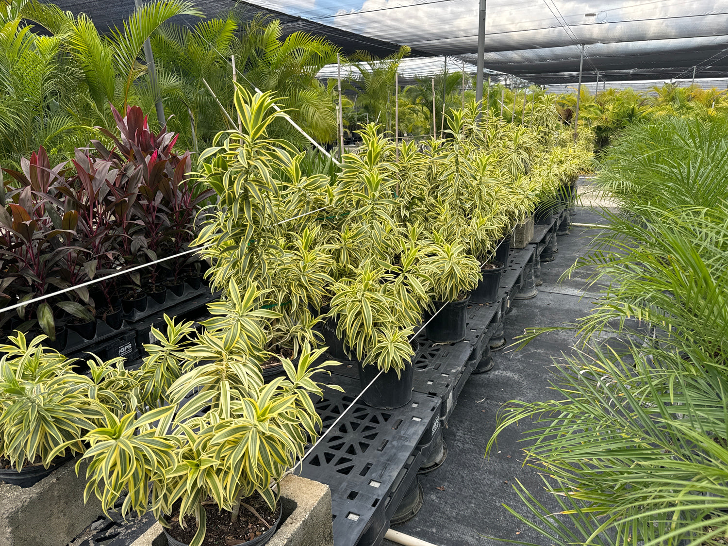 Song of India, Dracaena Reflexa Dragon Tree
