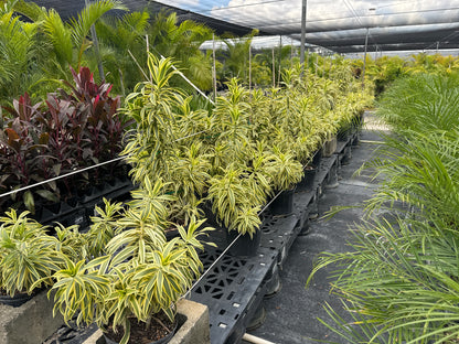 Song of India, Dracaena Reflexa Dragon Tree