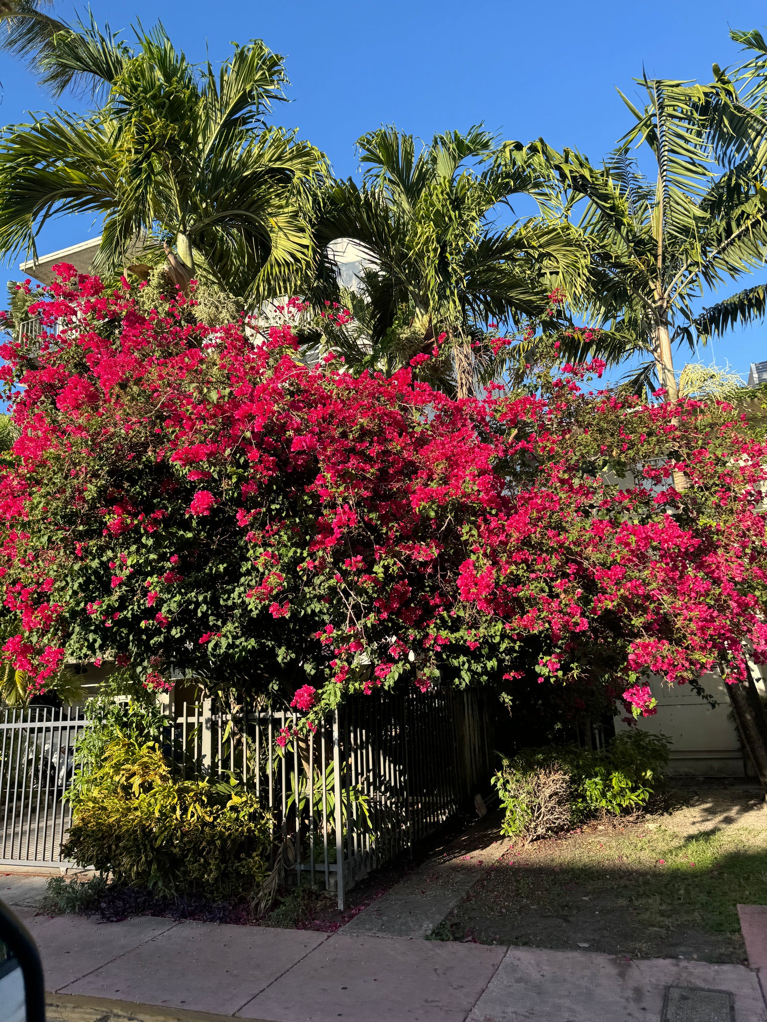 Bougainvillea Red Flower Bush Form, Barbara Karst Flowering Tree