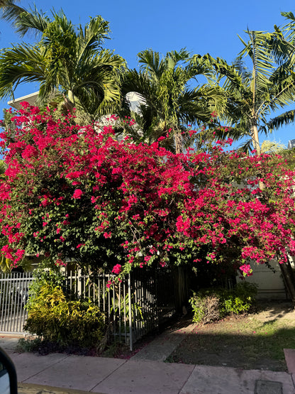Bougainvillea Red Flower Bush Form, Barbara Karst Flowering Tree