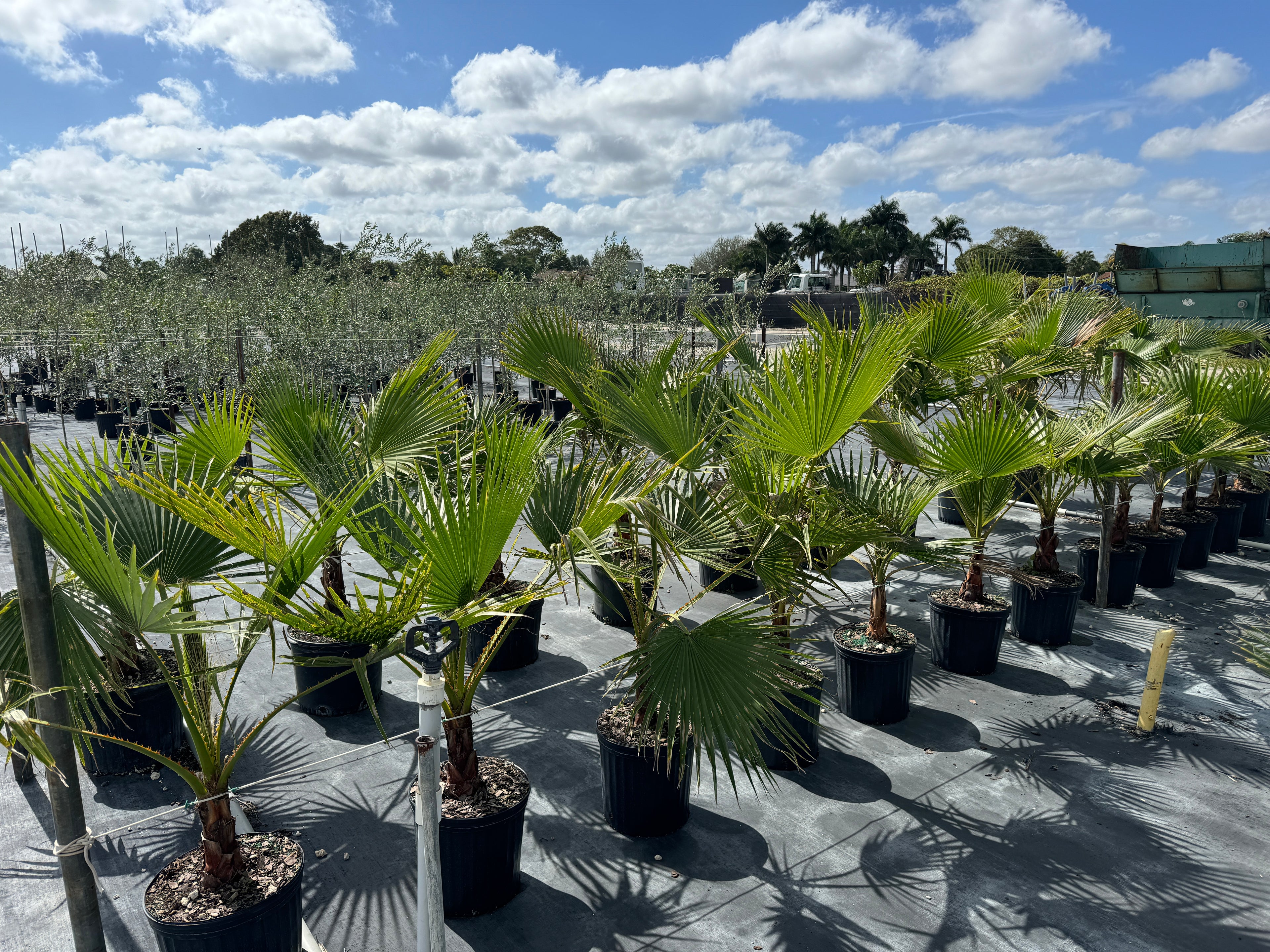 Washington Palm, Mexican Fan Palm Tree