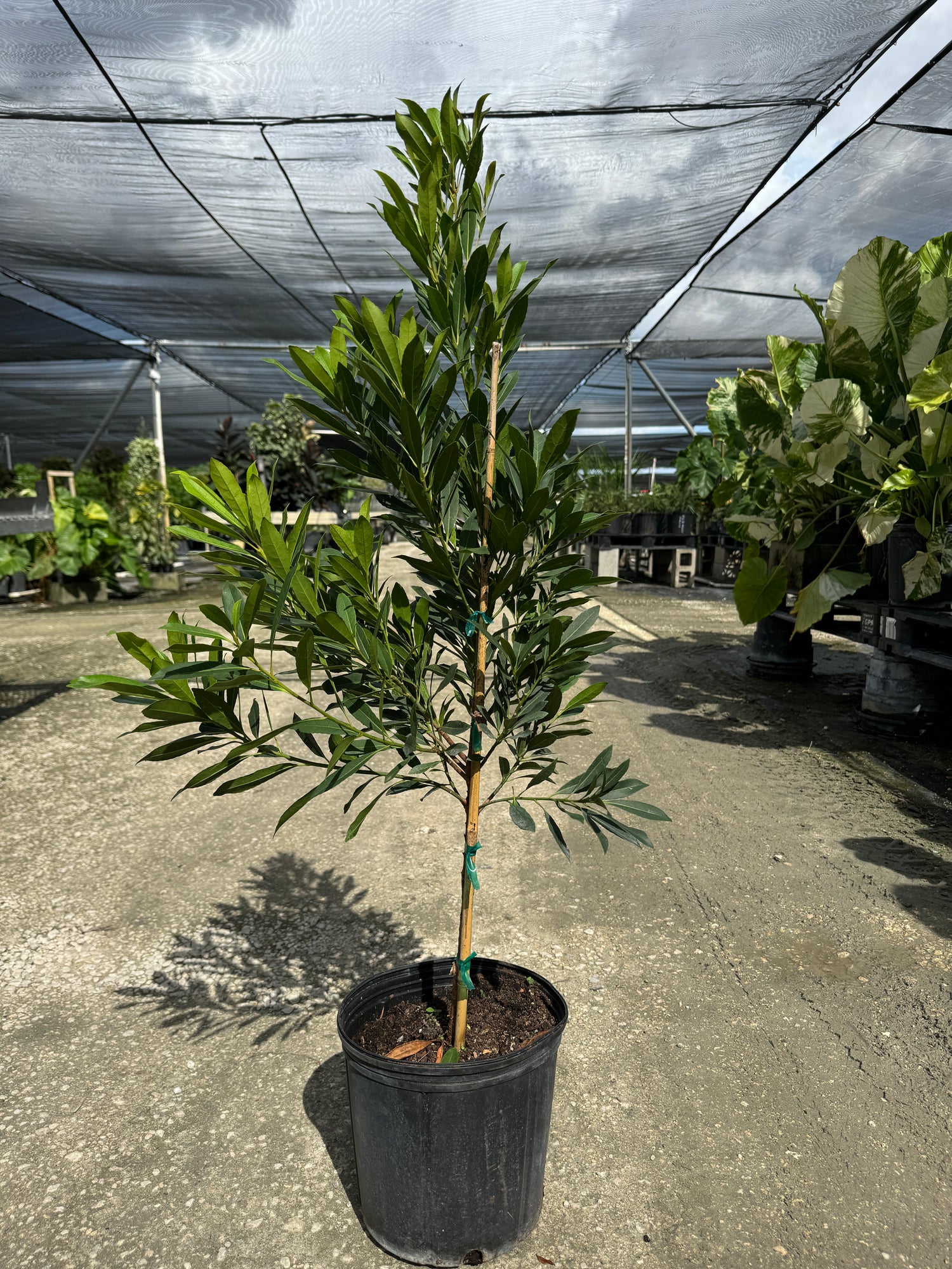 Japanese Blueberry Tree Form, Elaeocarpus Decipiens