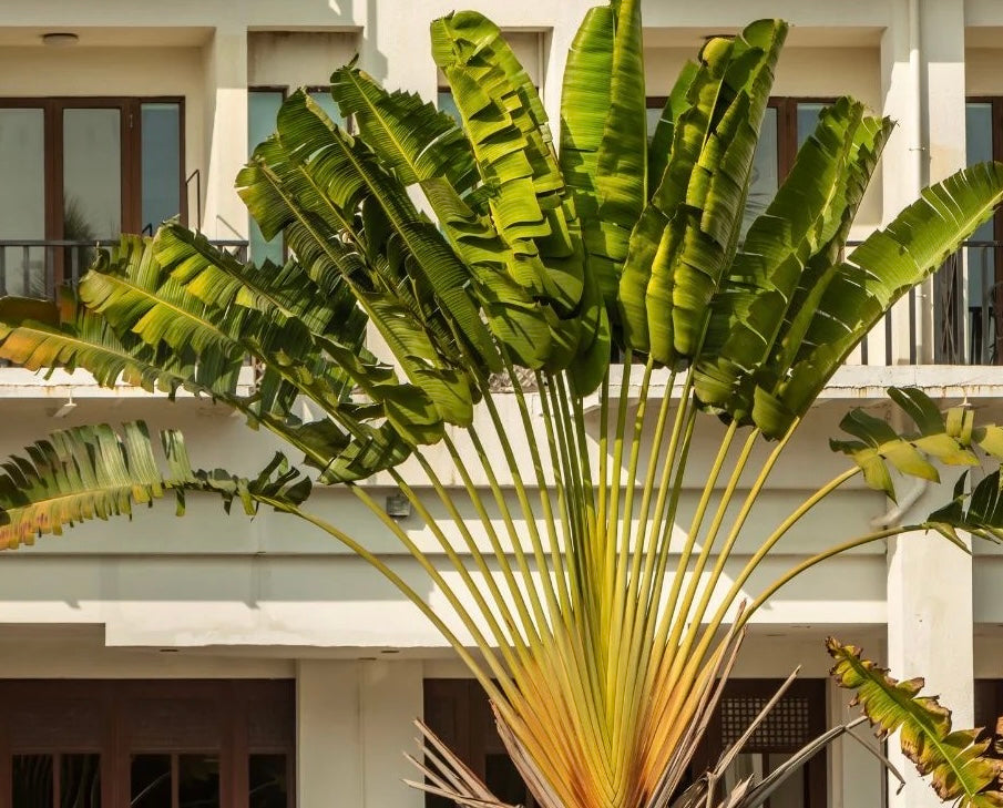 ravenala plant indoor Travelers Palm Tree, Ravenala Madagascariensis