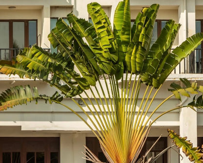 Travelers Palm Tree, Ravenala Madagascariensis