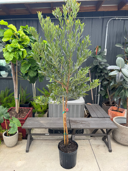 Japanese Blueberry Tree Form, Elaeocarpus Decipiens