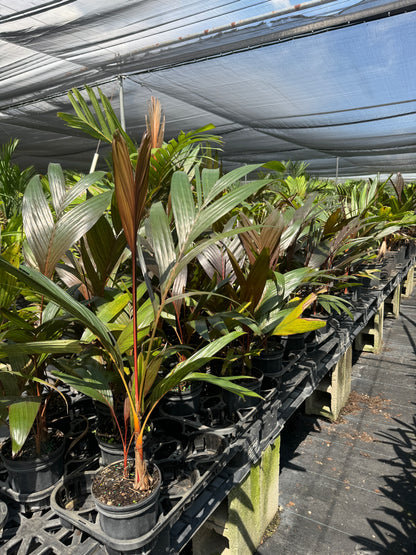 Areca Vestiaria, Red Crownshaft Palm, Rare and Exotic