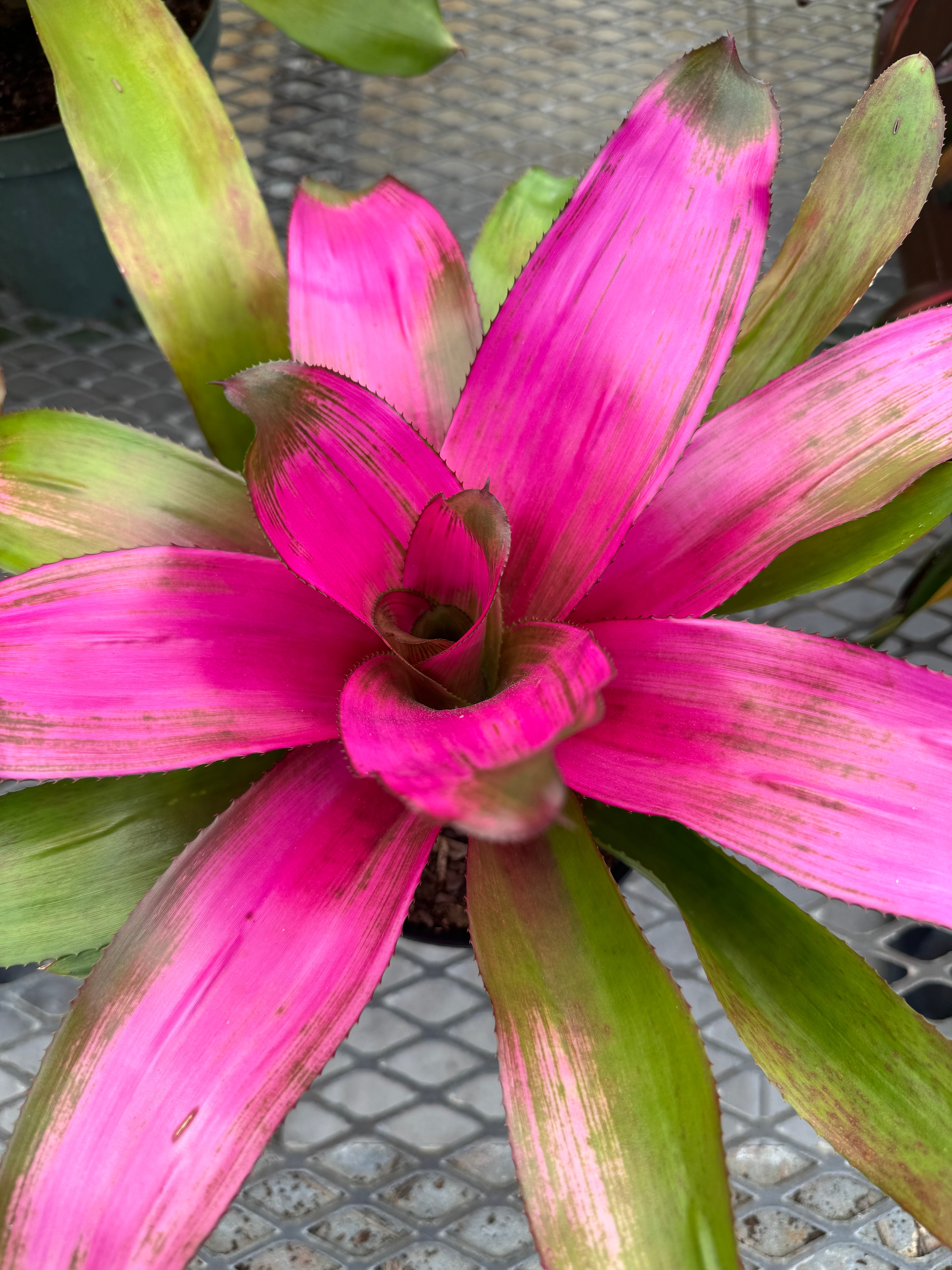 Bromeliad, Neoregelia Donna