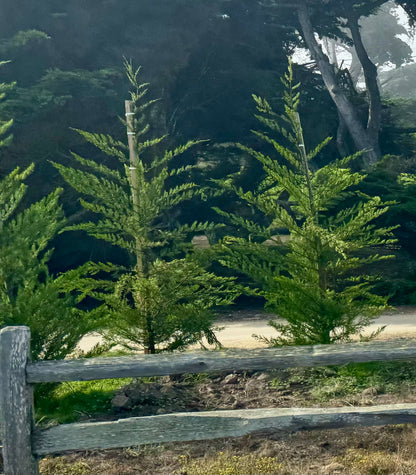 Monterey Cypress Tree, Cupressus Macrocarpa