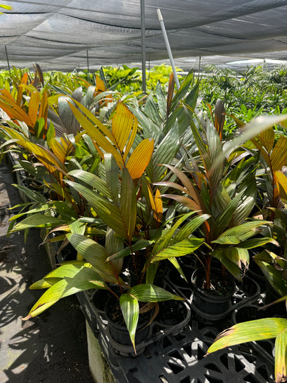 Areca Vestiaria, Red Crownshaft Palm, Rare and Exotic