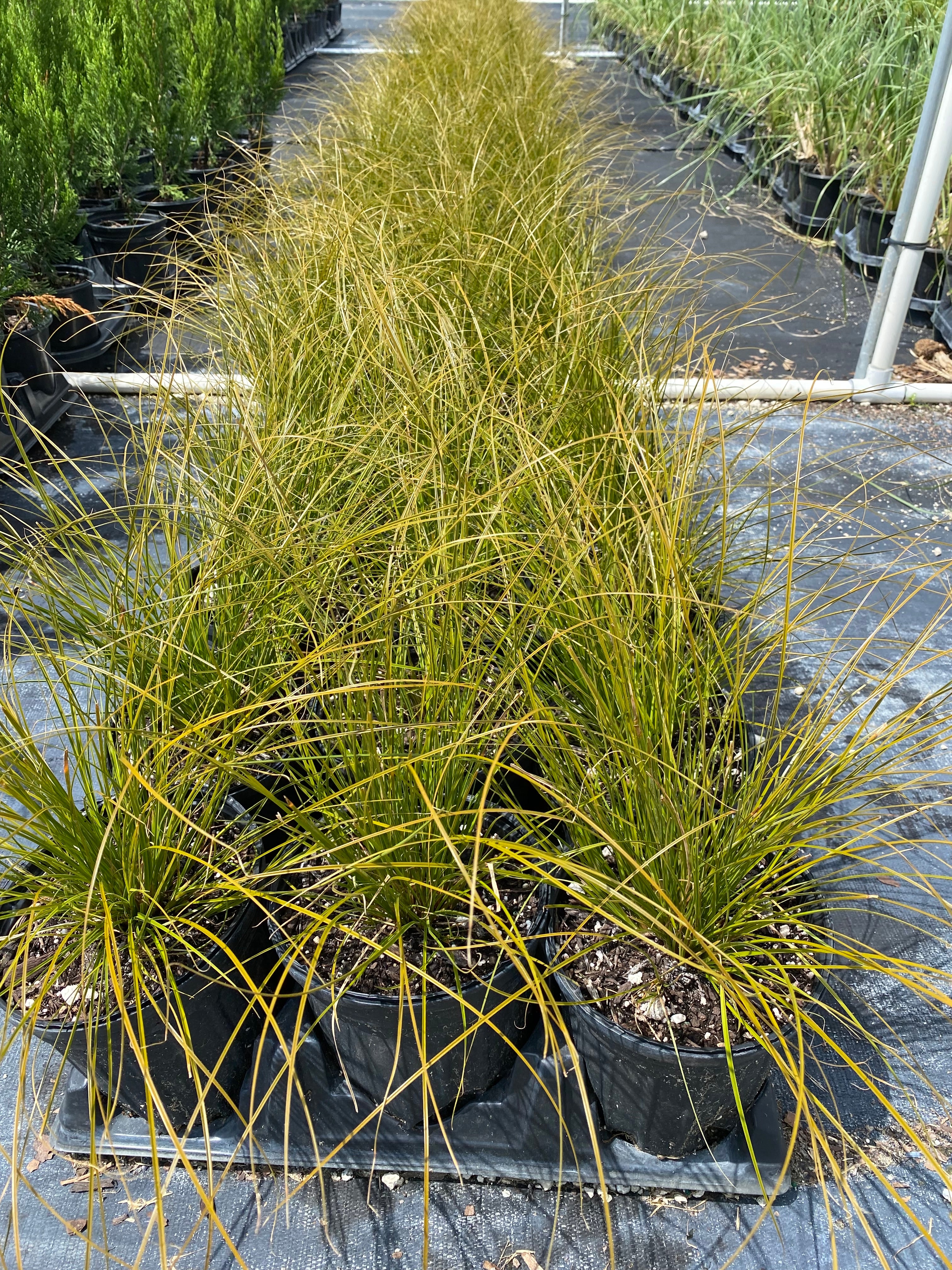 New Zealand Orange Sedge Grass