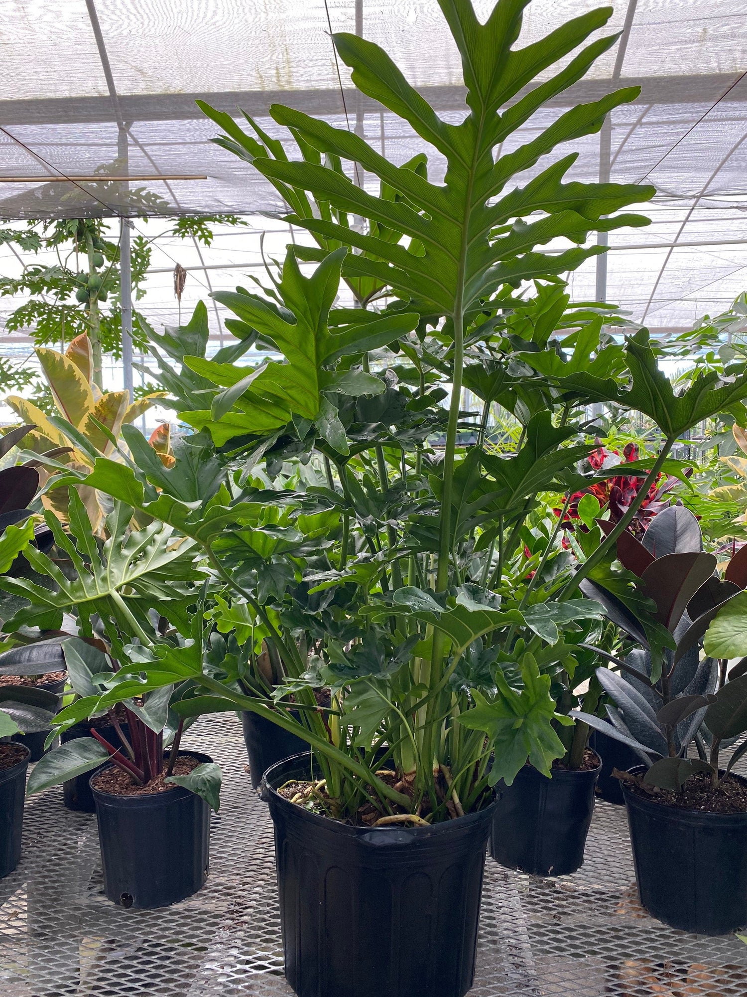 hope split leaf philodendron Philodendron Split Leaf Hope