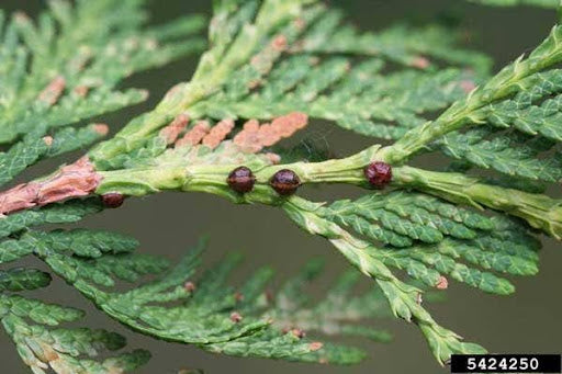 How to Care and Grow Arborvitae Trees – Eureka Farms