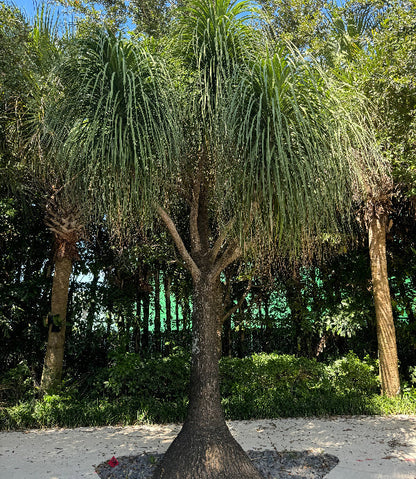 can ponytail palms live in low light Premium Palm Ponytail Mexican Collection
