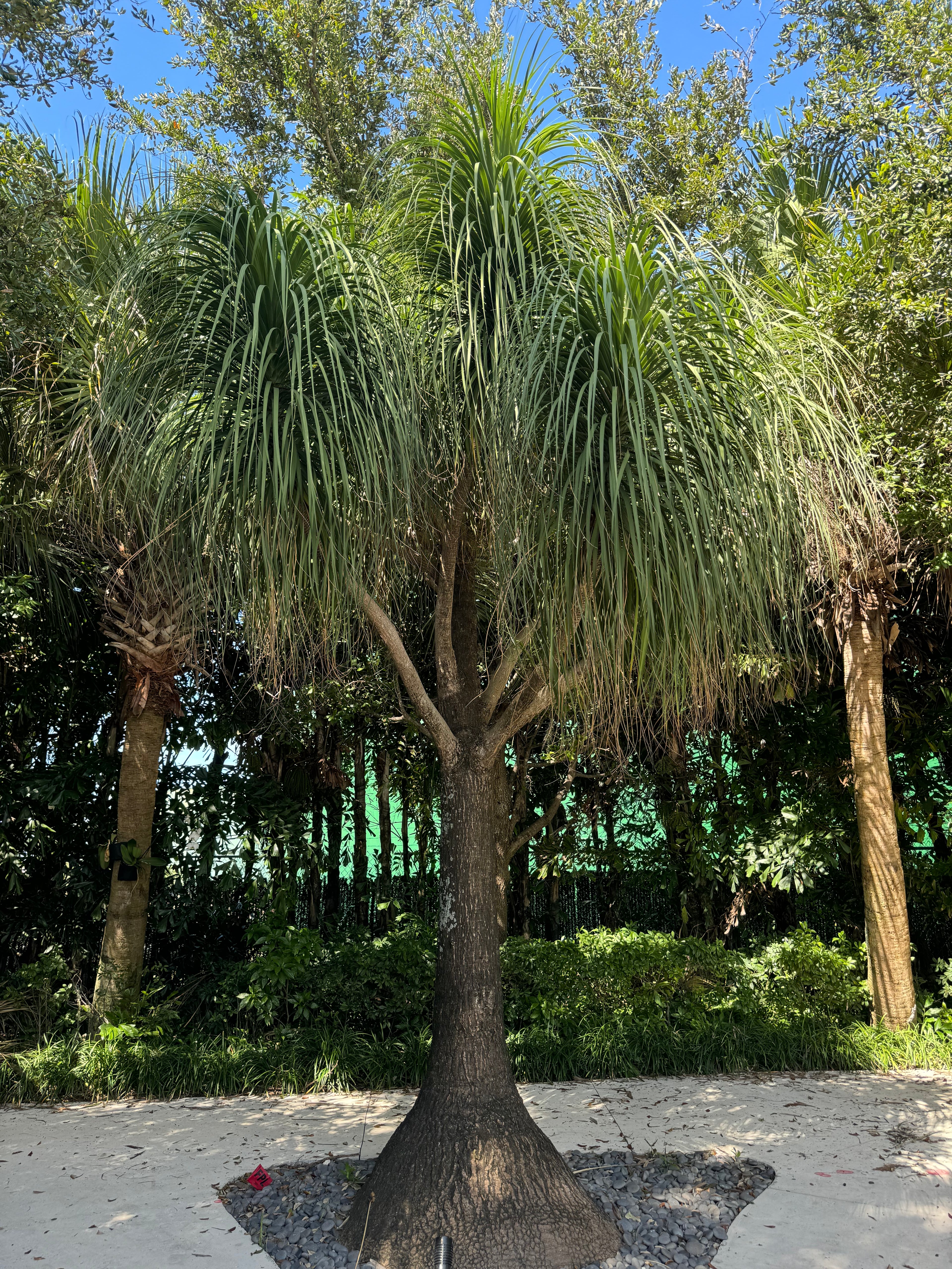 Palm Ponytail Mexican, Elephant Foot Live Plant