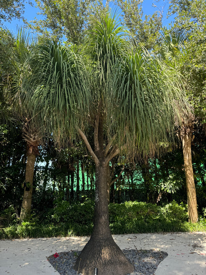 Palm Ponytail Mexican, Elephant Foot Live Plant