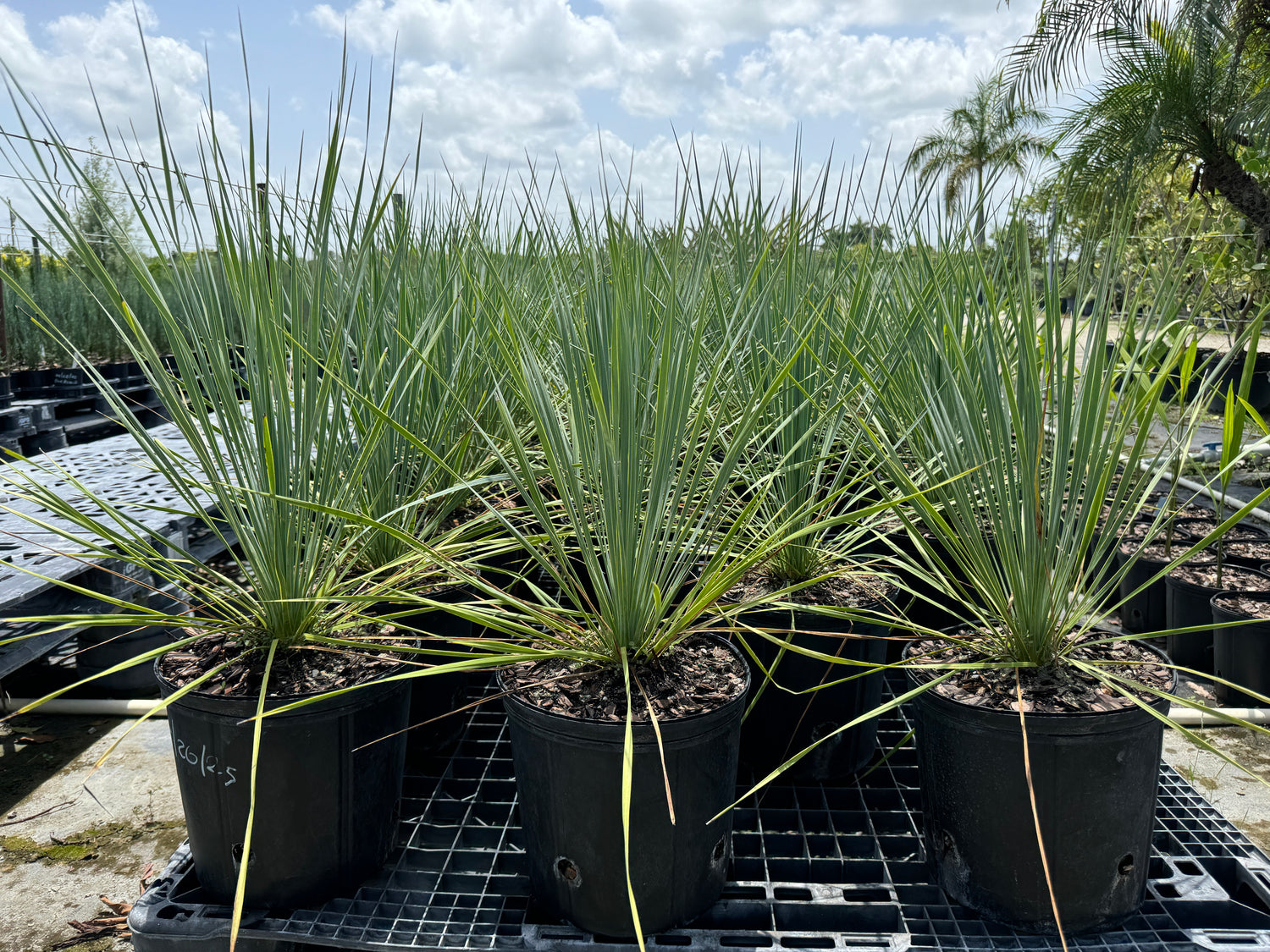 Yucca Rostrata Beaked Yucca, Desert Jewel Palm