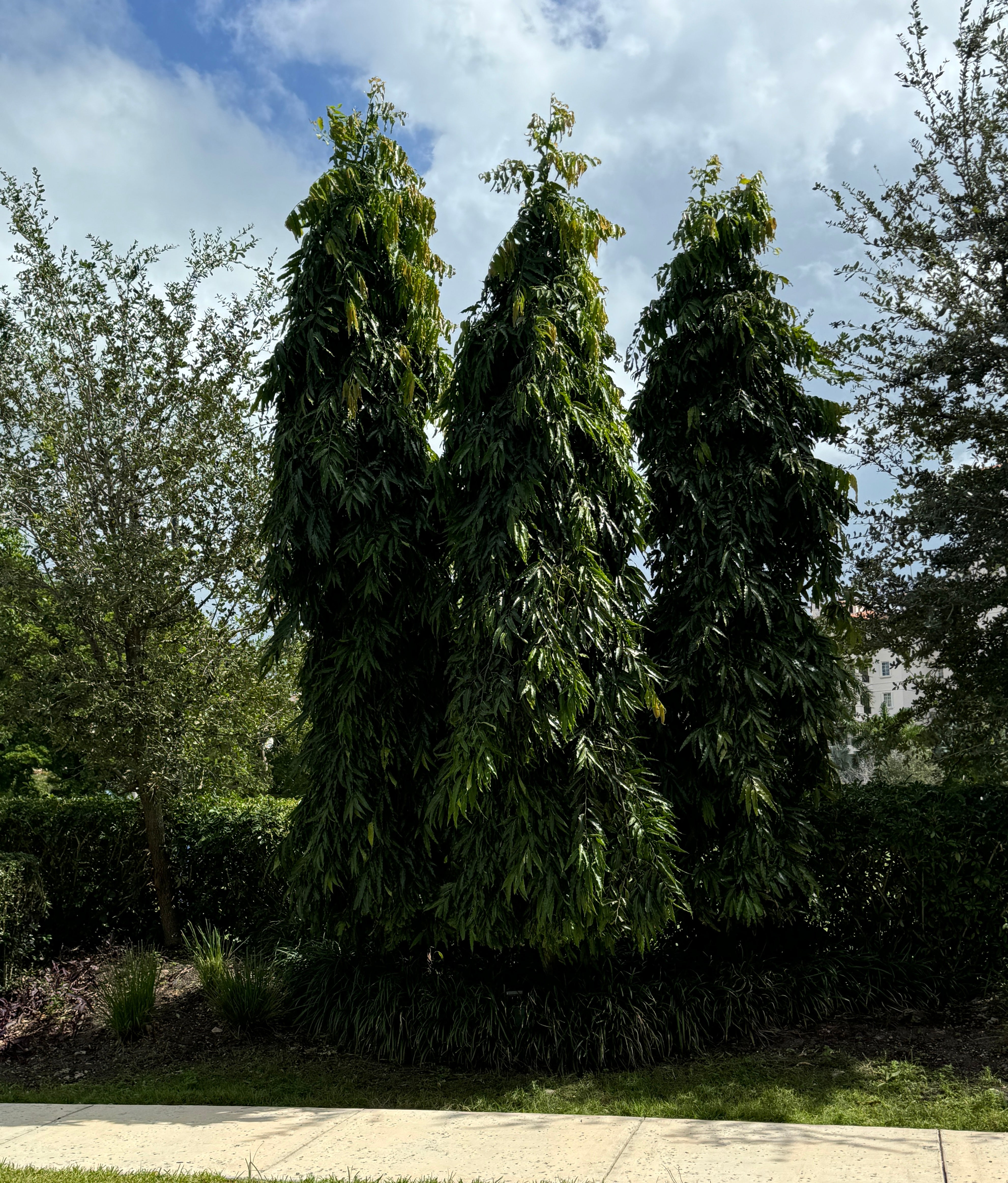 Mast Tree, Sorrowless Tree Form, Polyalthia longifolia pendula