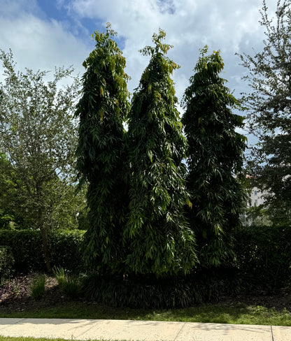 Mast Tree, Sorrowless Tree, False Ashoka