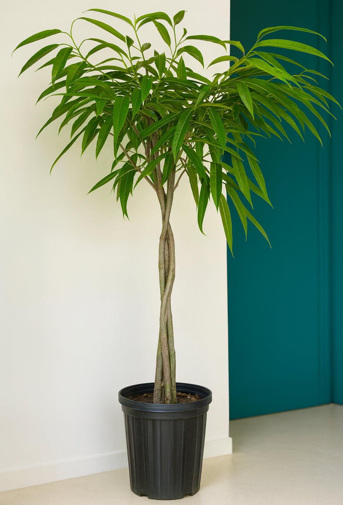Braided Ficus Alii Tree Form Multi Stem