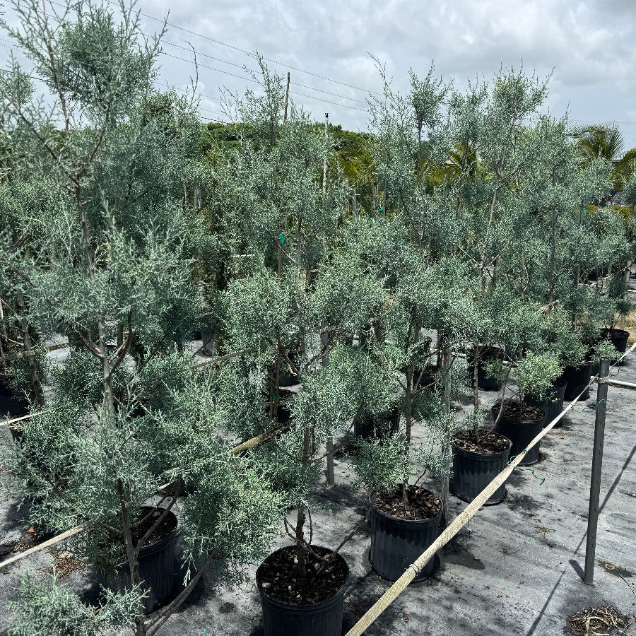 Topiary Pom Pom Multi Ball Carolina Sapphire A nursery or outdoor plant display showing multiple tall, slender potted plants with silvery-blue foliage arranged in rows on a covered ground mat, with sky and surrounding greenery visible in the background.
