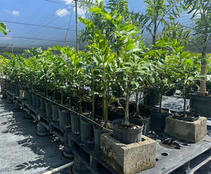 Foxtail Palm Single, Wodyetia bifurcata