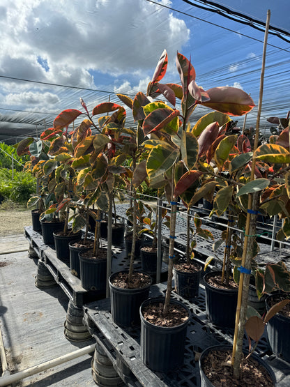 Ficus Ruby Tree Form Multibranch, Rubber Tree Live Plant