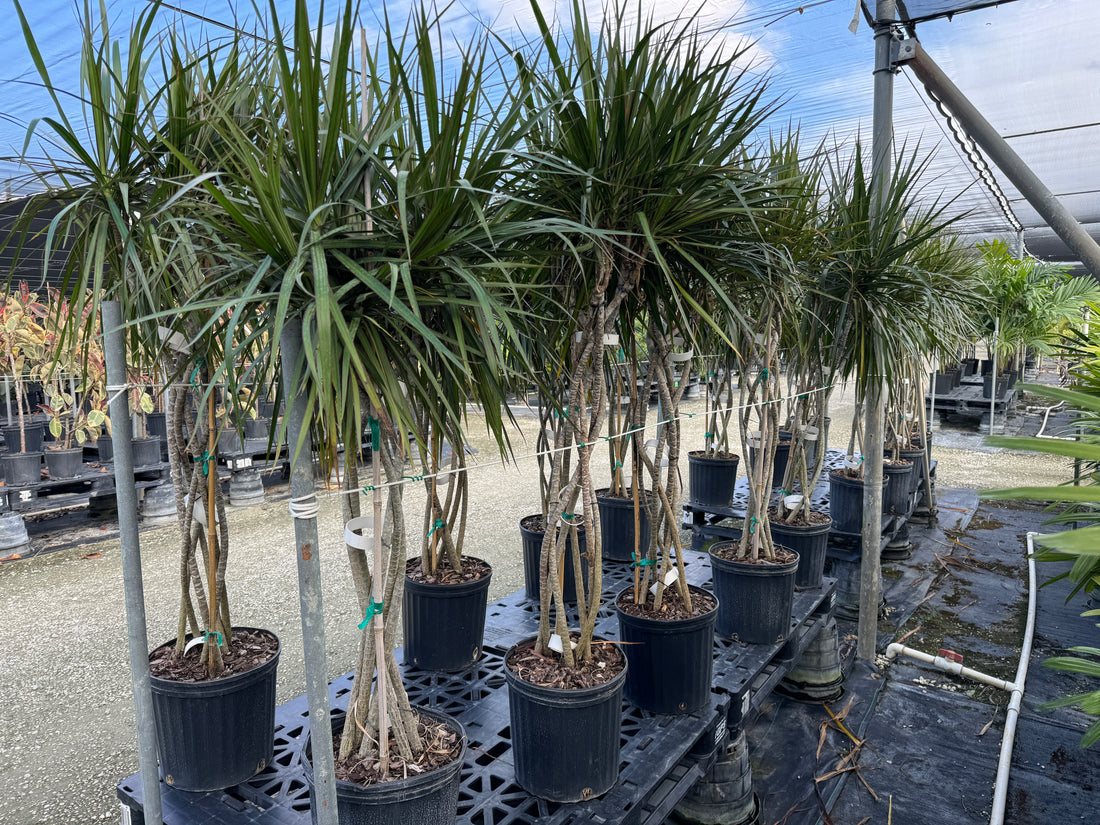 Dracaena Open Braided Green, Dragon Tree Open Braid Trunk