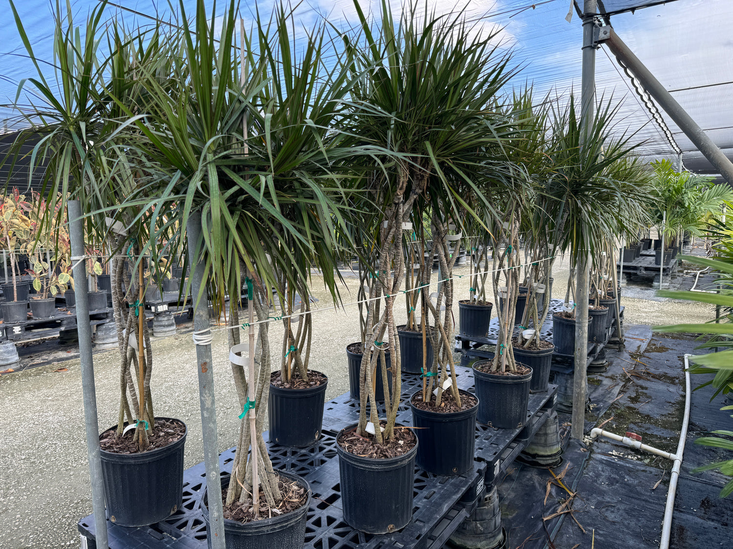 Dracaena Open Braided Magenta, Dragon Tree Open Braid Trunk