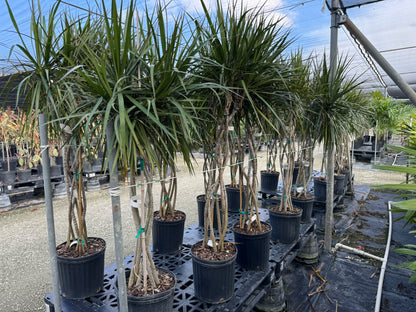 Dracaena Open Braided Magenta, Dragon Tree Open Braid Trunk