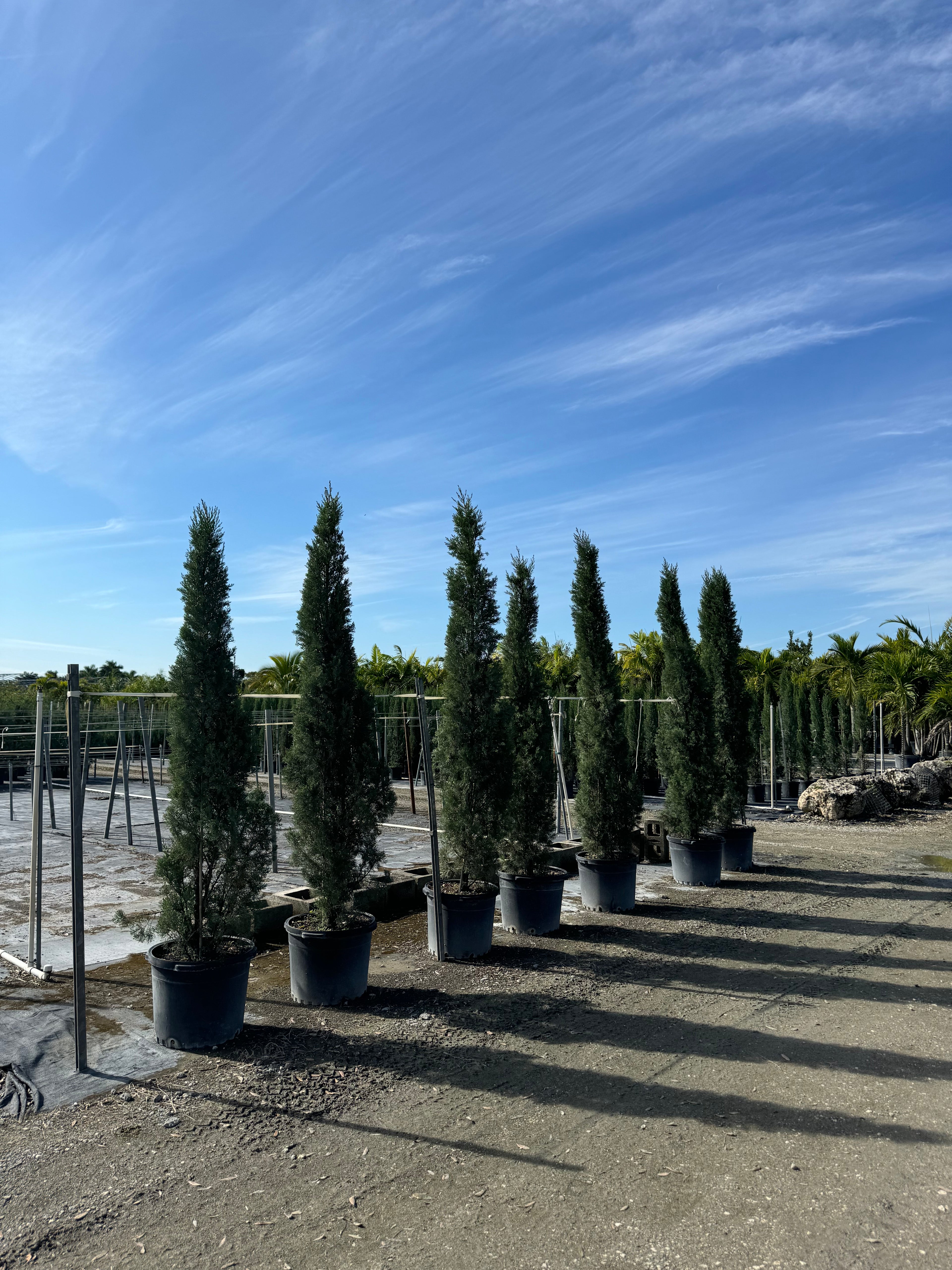 Italian Cypress, Mediterranean Cypress