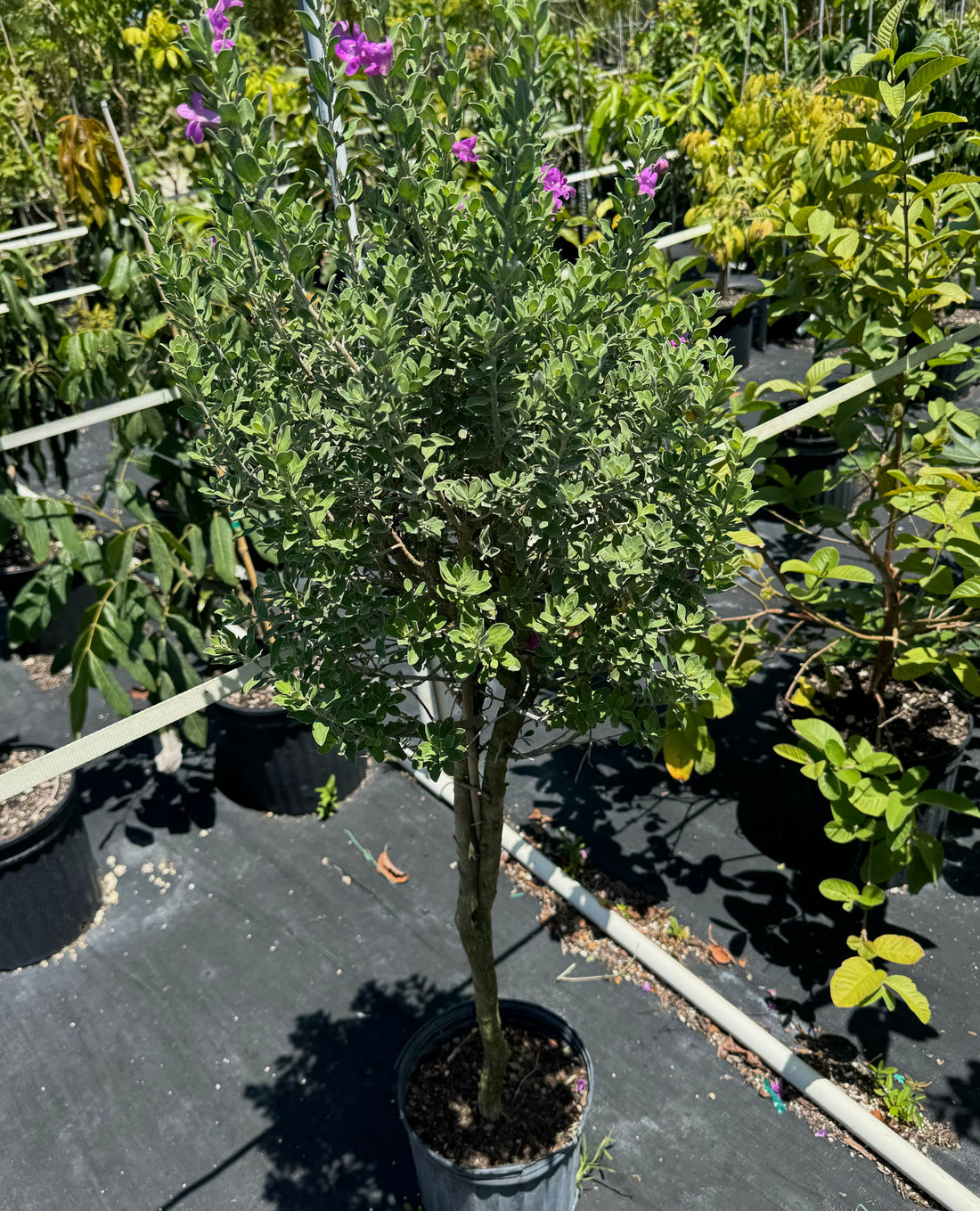 Texas Sage, Tree Form Silverleaf Purple Sage