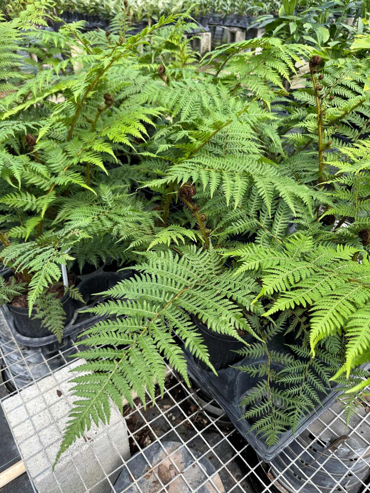 Australian Tree Fern, Beautiful &amp; Exotic