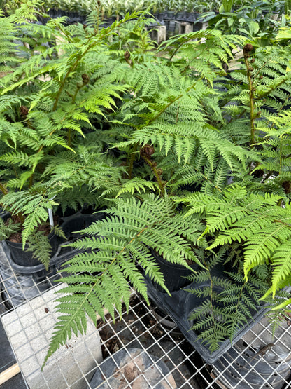 Australian Tree Fern, Beautiful &amp; Exotic