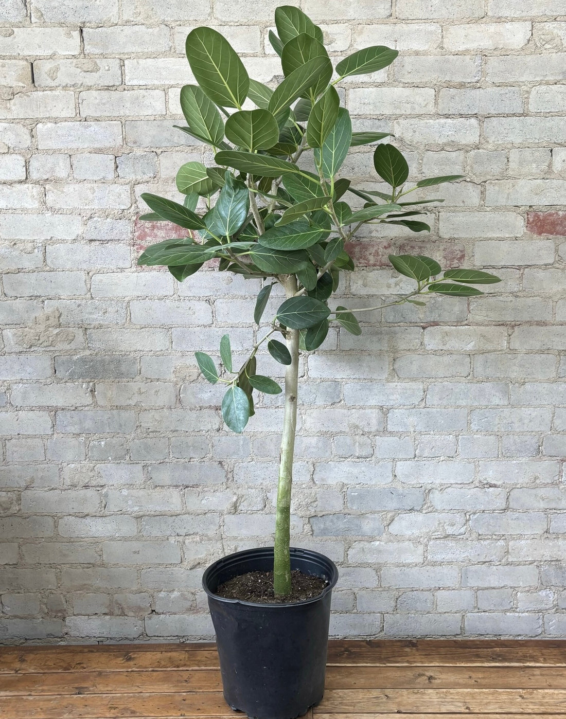 Ficus Banyan Tree Form Single Stem, Ficus Benghalensisis