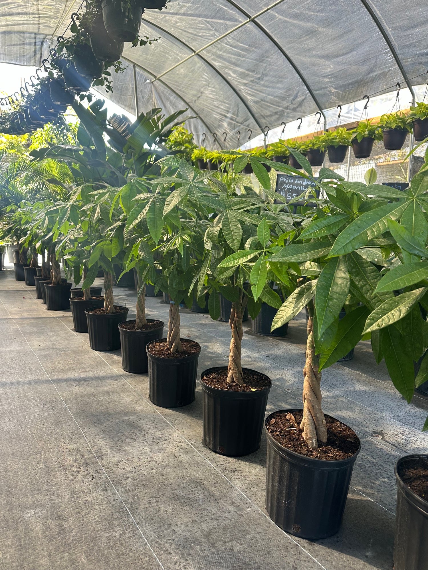 Money Tree Braided, Tree Form, Pachira Aquatica, Good Luck Tree