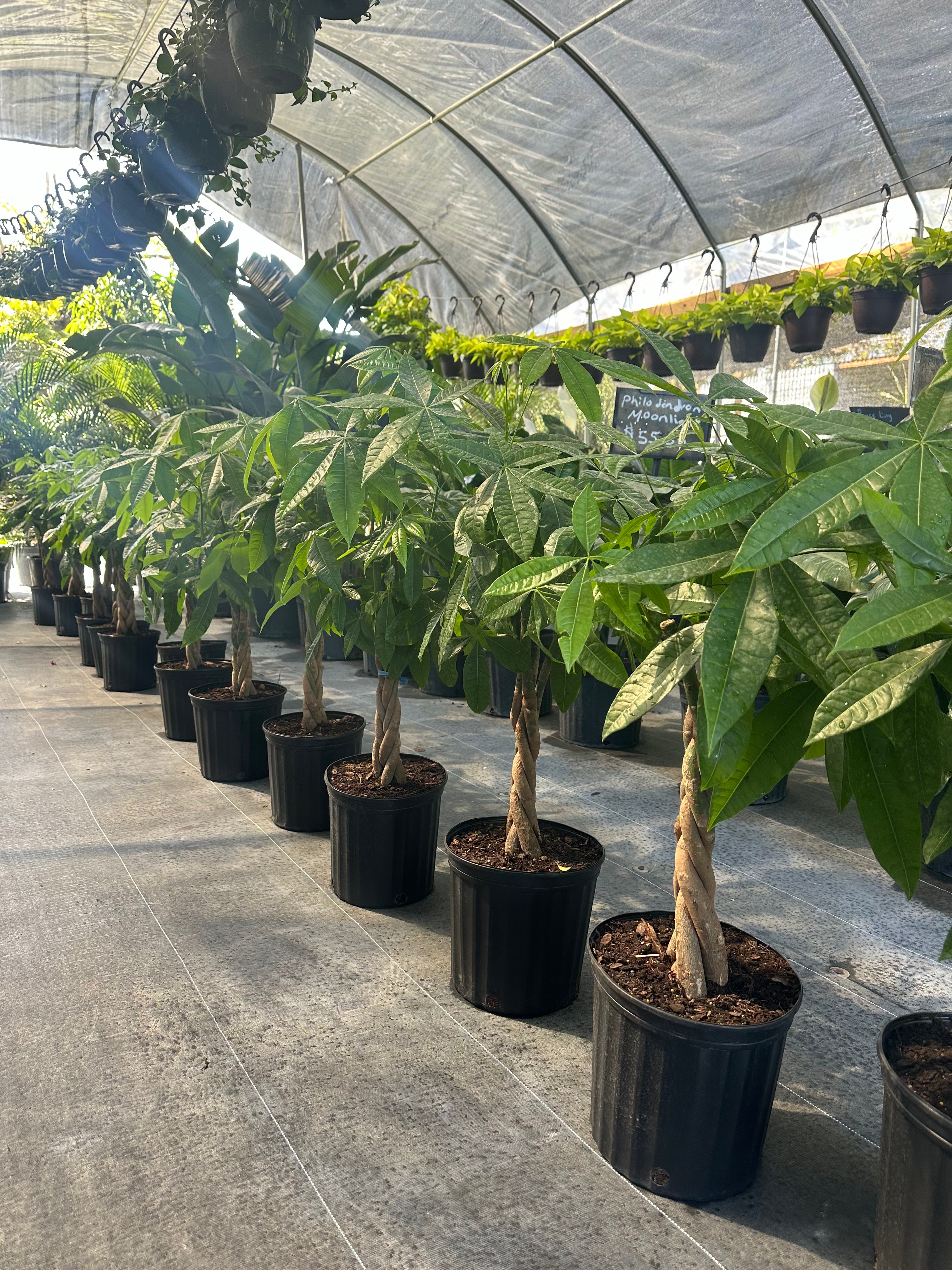 Money Tree Braided, Tree Form, Pachira Aquatica, Good Luck Tree
