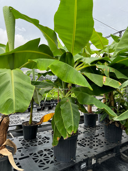 Musa Basjoo Cold Hardy Banana Fruit Tree