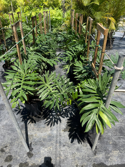 Philodendron Skeleton Key Split Leaf, Exotic Large Plant