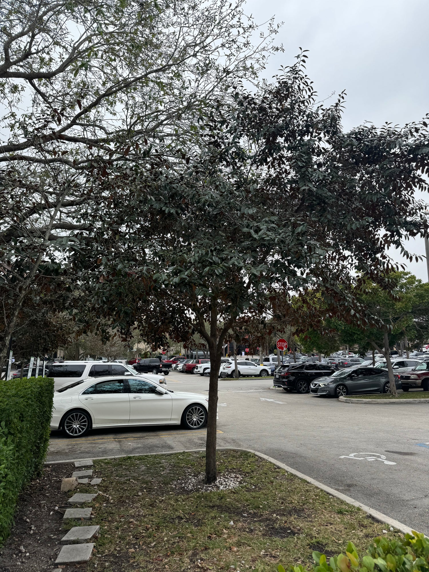Satin Leaf Fruit Tree, Chrysophyllum Cainito