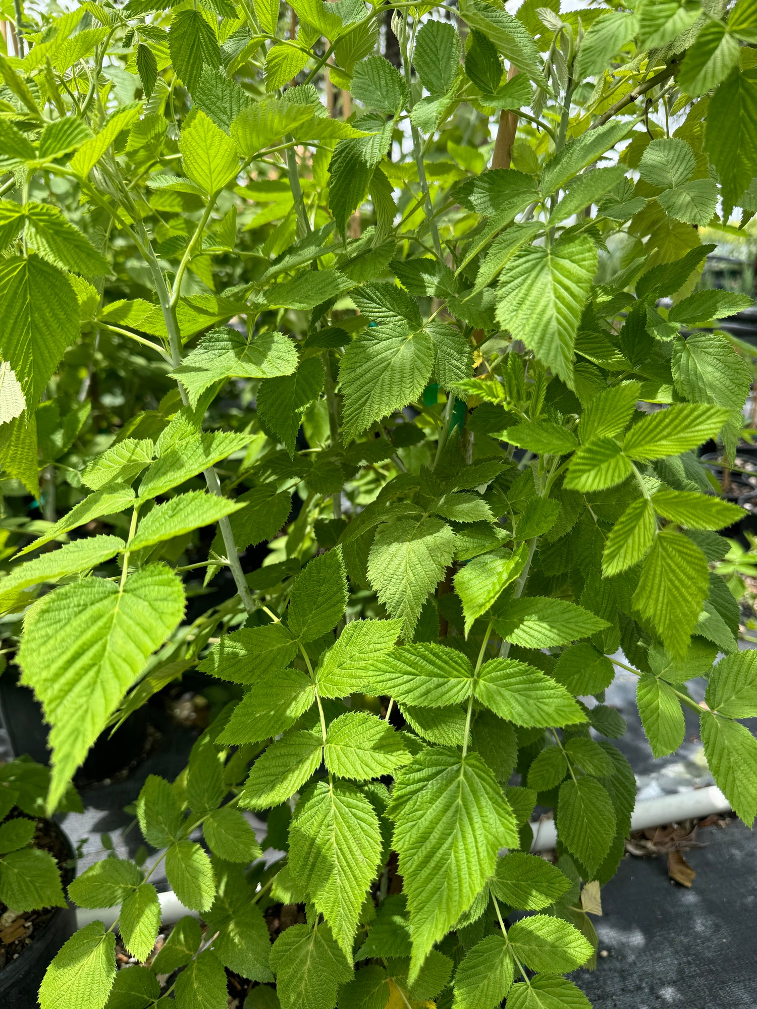 Raspberry Mysore Fruit Tree, Rubus niveus