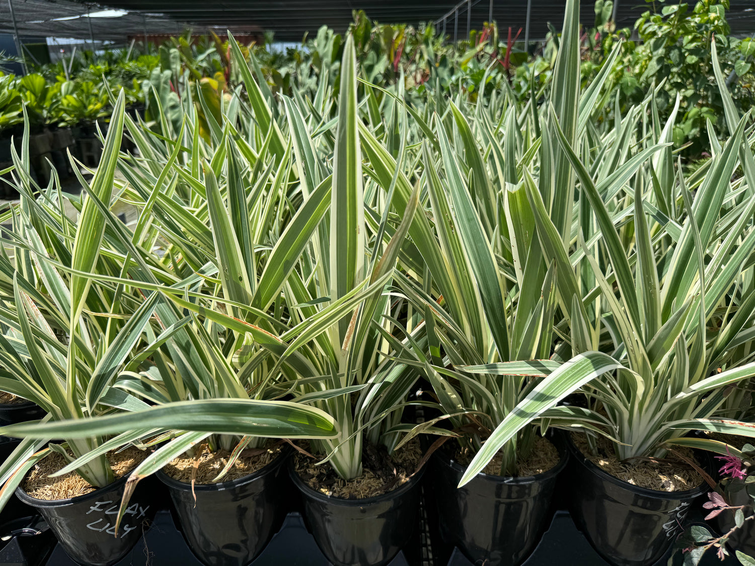 Dianella Flax Lily Silver Streak