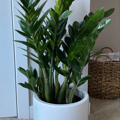 etsy zz plant ZZ Plant, Zanzibar Gem Live Tropical Plant