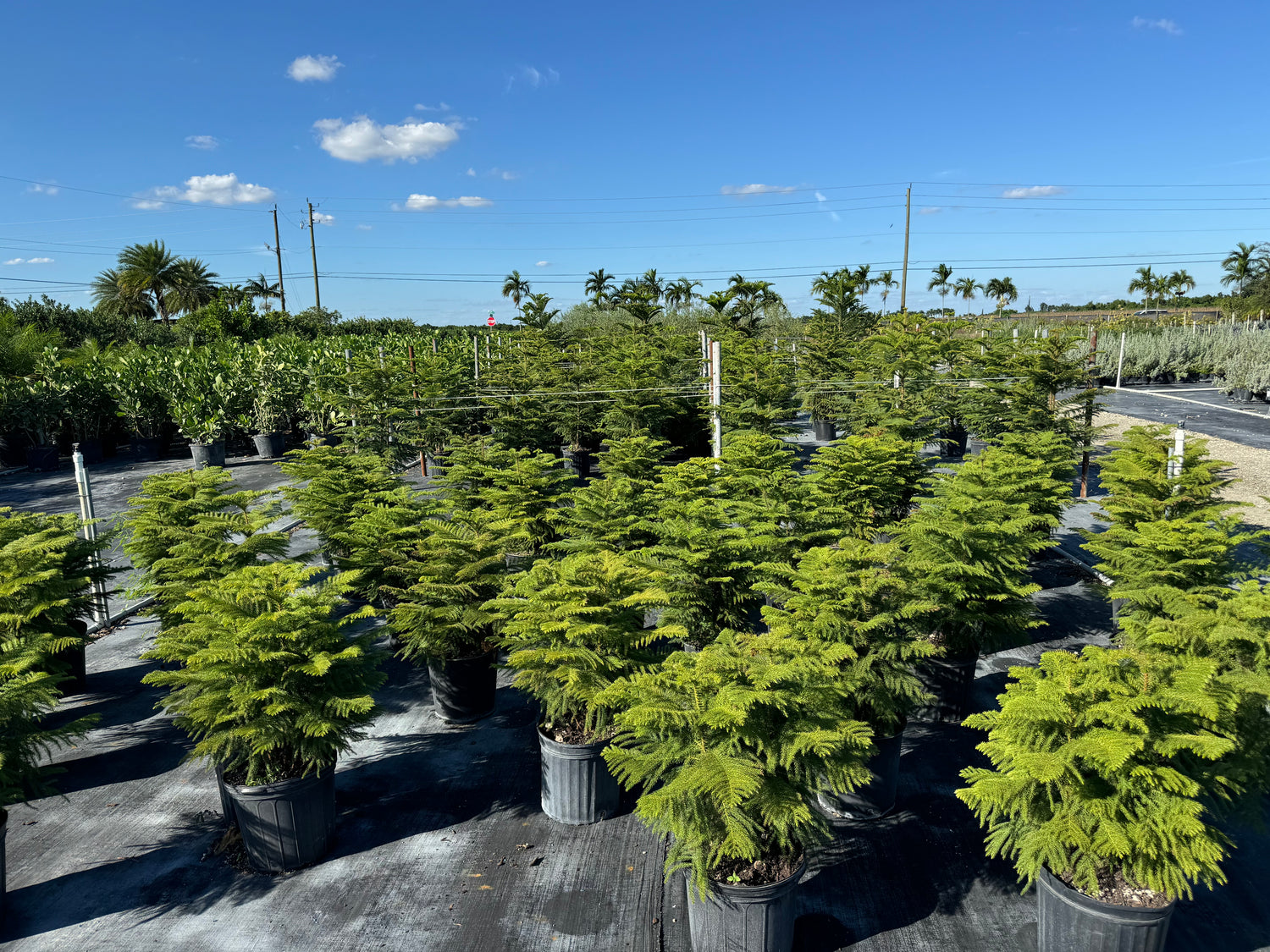 Norfolk Island Pine Single Stem, Christmas Tree